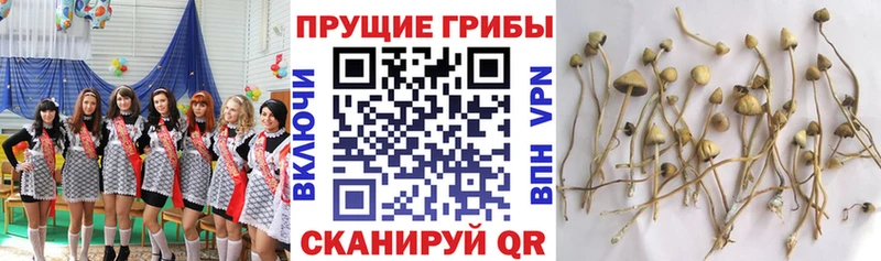 Галлюциногенные грибы мухоморы Луховицы